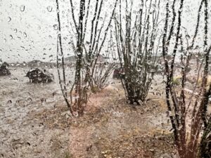 A photo of an ocotillo cactus taken from inside when it's raining outside and there are raindrops on the outside of the window.