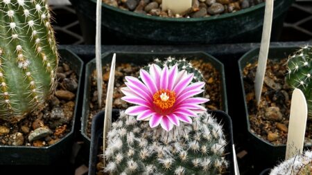 Flowering Turbinicarpus cactus in the Maxie Templeton Cactus Museum Collection at CDRI