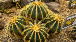 A golden barrel cactus - a green round cactus with vertical lines of golden spines.