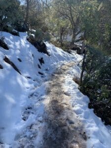 Snow on what looks like a hiking trail, with trees and cacti in the background.