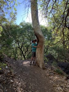 A man standing next to a large tree, surrounded by smaller trees