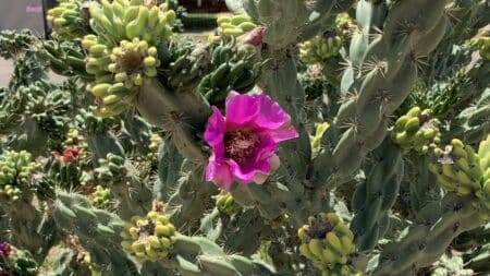 vibrant magenta flower amid a cactus that ranges from light to dark green with spines
