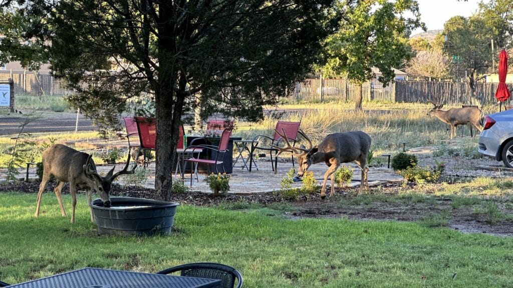 3 mule deer, one drinking from a water trough and 2 eating the plants around a fire pit