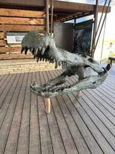 A fossil of the head of Deinosuchus, a massive crocodilian animal that lived in prehistoric times