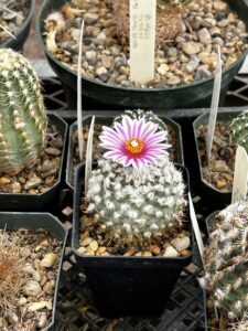 A blooming cactus with pink and white petals and an orange and white center