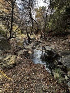 A tree-filled canyon with a small creek running through the rocks and trees.