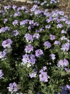 Tiny purple and white flower clusters surrounded by greenery