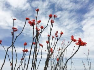 plant stalks that have red flowers at the top, with a background of sky with clouds