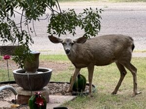 A doe near a fountain looking into the camera