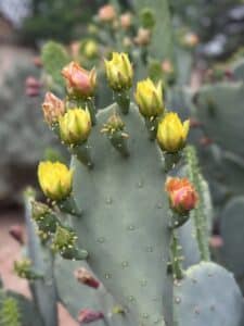 Several prickly pear cactus blooms ranging in color from yellow to pink to orange/red