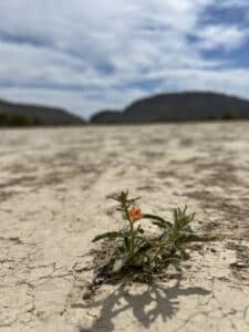 A small plant in the foreground of a desert with mountains in the background