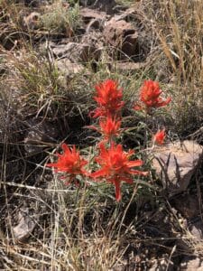 A cluster of deep orange-red flowers surrounded by brownish-green grasses and rocks