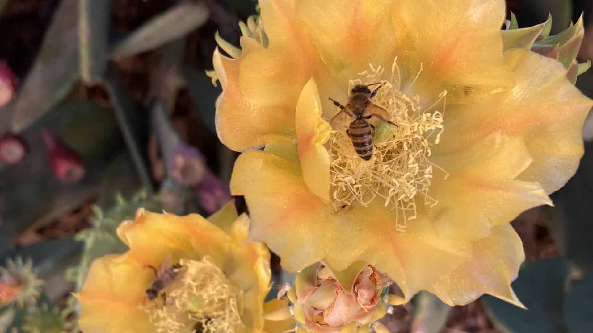 A yellpw papery flower with a bee in the center, with another flower and bee below and to the left of it.