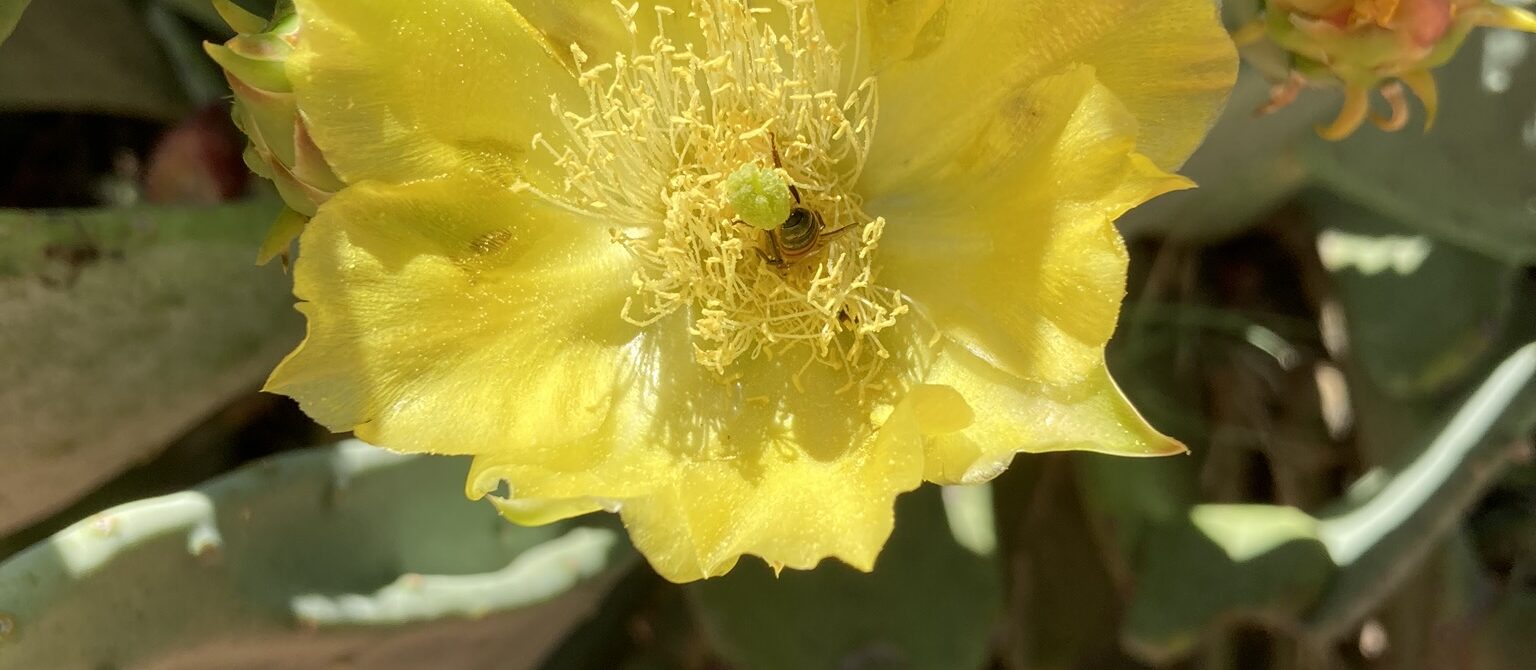 a yellow flower and orange buds surrounded by green plant