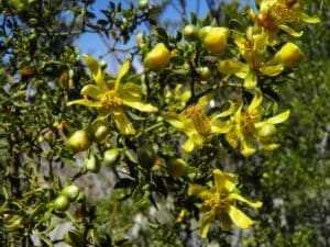 delicate yellow flowers surrounded by small green leaves and yellow buds