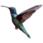 Small icon of a colorful hummingbird
